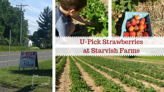 Strawberry Picking At U-Pick Strawberries, Starvish Farm